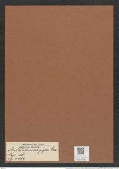 Aulacodiscus gigas Grev. (de-Toni-Nr.: Genus 182, Species 4569) Zeichnungen Sammlung Grunow Mappe 04495 (Herbarium_W_Grunow_drawings_Folder_04495)